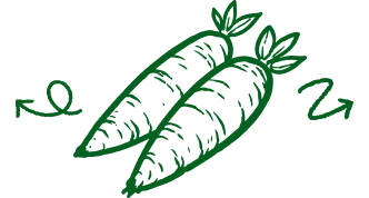 Ilustração Mandioca