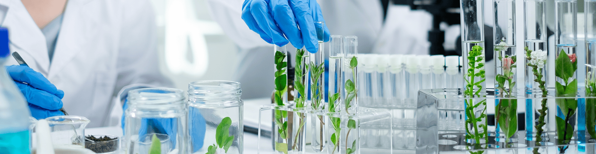 Mão com luva azul manuseia tubos de ensaio com plantas em laboratório, representando o uso da biodiversidade como base para inovação na bioeconomia.
